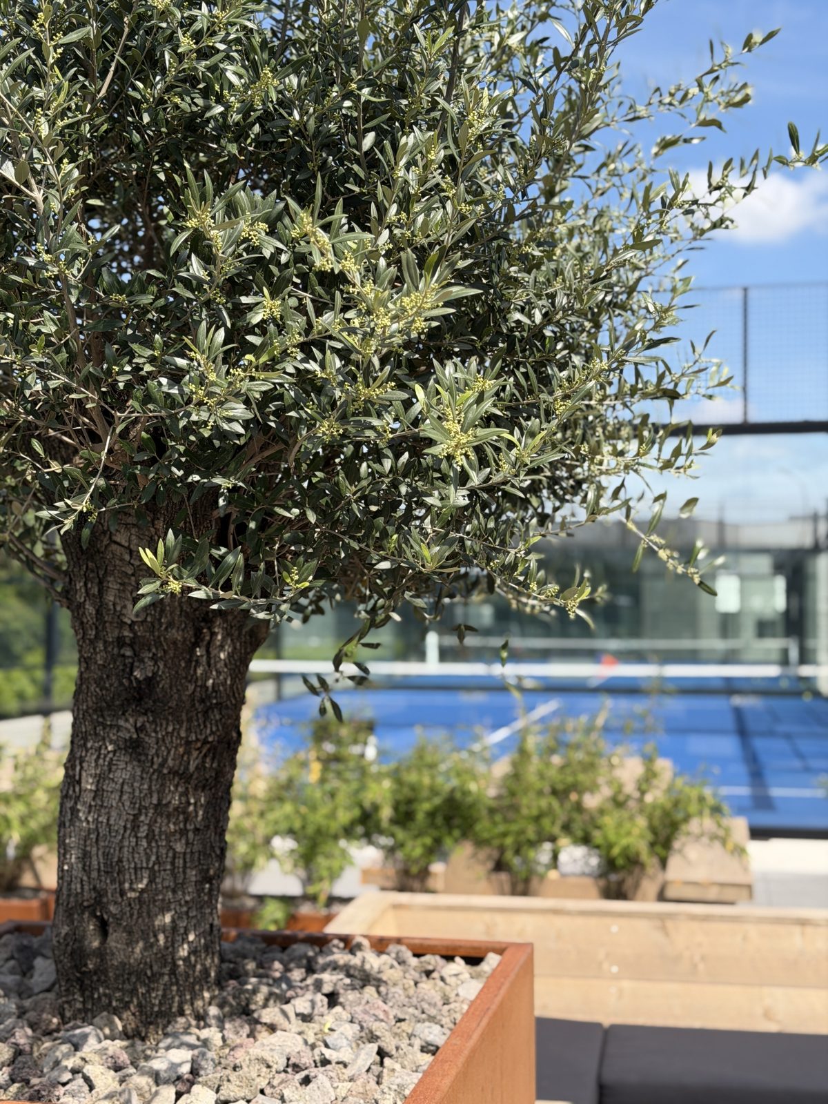 Les oliviers de la terrasse, face aux terrains extérieurs